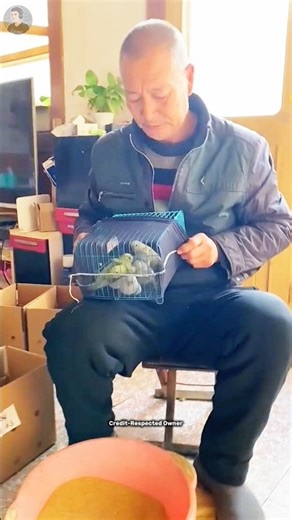 Dada ji gave all the parrots food and then locked them in the cage.😅#shorts