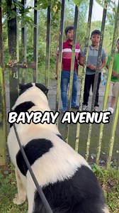 98K views · 4.5K reactions | Merry Christmas! #goodalpha #superolangmalakas | Supero Dog Farm | Facebook