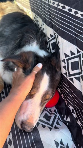 Tuckered out my border collie, so you know it was an epic adventure. | Border Collie