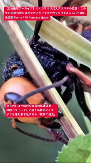 【昆虫衝撃アーカイブ】オオカマキリ対スズメバチの死闘！この生の咀嚼音響を体感できるか？ #オオカマキリ #スズメバチ #昆虫図鑑 #asmr #4K #undaze #japan