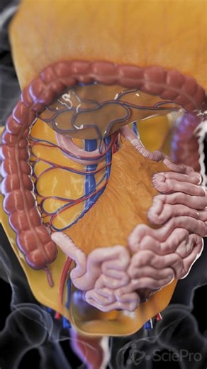 SciePro on Instagram: "🌟 Discover the Mesentery: The Unsung Hero of the Digestive System 🌟 The mesentery is a continuous fold of tissue that supports and anchors the intestines to the abdominal wall, ensuring they stay in place. But its role goes beyond just structural support—it also contains blood vessels, nerves, and lymphatics that supply the intestines, playing a vital role in nutrient absorption and immune response. Learn more about this fascinating and essential structure within your bo