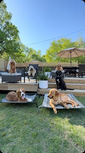 (Okay—not actual applesauce, but hear me out.) When I got diagnosed with ADHD at 30, so much made sense. Why I forget to eat. Why making extra decisions, like what to cook drains me. Why even just thinking about prepping food feels impossible some days. So my therapist told me: “Keep safe foods in the house. One step. No effort. No decisions.” My go-to? Applesauce pouches and protein shakes. And it hit me—this is how I teach dog training. When you’re overwhelmed, exhausted, and second-guessing e