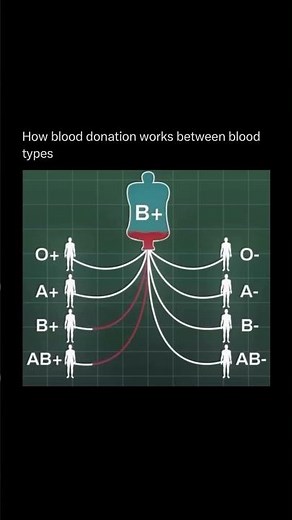 Working of blood donation between blood types #blooddonation #anatomy #humanbody #medical