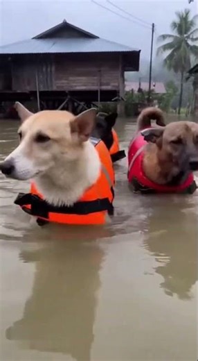 Rescue Dogs Wading Through Flooded Village