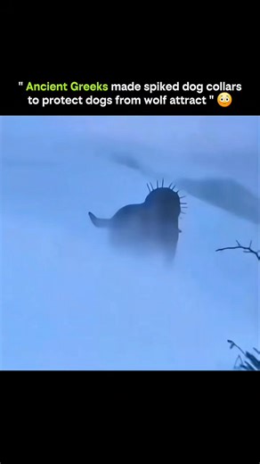 courteous007 on Instagram: "A wolf didn’t have to attack the dog — it just had to grab the neck. Ancient Greeks understood this weakness, and their solution was brutal, simple, and effective. They created spiked dog collars, known today as early forms of protective armor. These collars were fitted with long metal spikes pointing outward, specifically designed to target a predator’s most common attack move: the throat bite. When a wolf lunged, the spikes turned the dog’s neck into a weapon instea