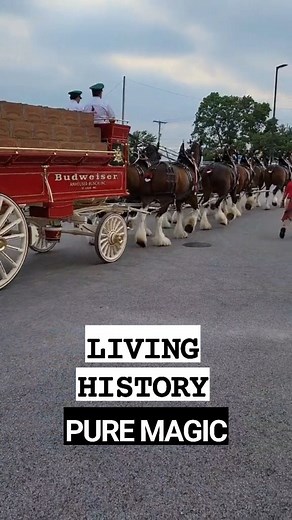 3.5K views · 185 reactions | The Living Legend: Budweiser's Crown Jewels MORE⬇️ https://landofanimal.com/lost-puppy-budweiser-clydesdales-story/ #horsebackriding #animals #horsesofinstagram #horses #animalkingdom #horselife #gentlegiant #satisfying #equestrian #horseriding | Pawsomeplanet | Facebook