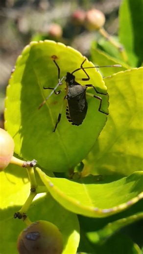 Leaf footed bug #insect