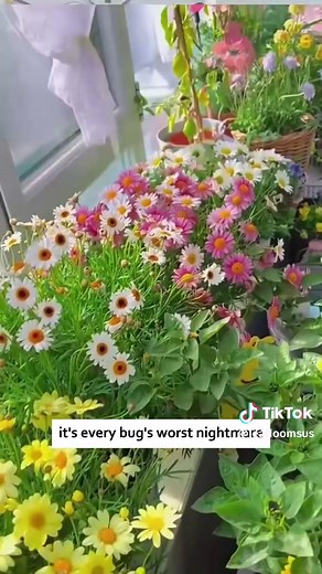 Keep bugs away 🌼 Pyrethrum seeds for natural pest control and beautiful blooms Easy to grow #garden #flowers #gardening #planttok #homedecor