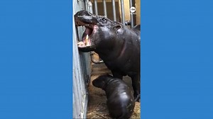 Rare pygmy hippo makes debut at Greek zoo