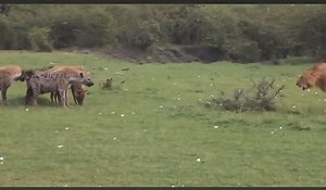 1M views · 5.5K reactions | hyenas VS Lions 女 | Gavin Gordon | Facebook