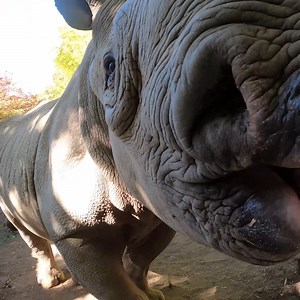 41K views · 4.7K reactions | pov: you're a tasty rhino snack | Oregon Zoo | Facebook