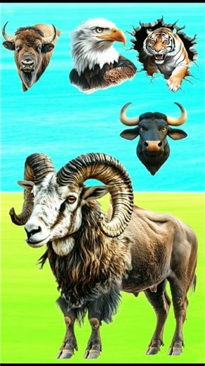 Epic Bull VFX! 🐂💥 Bull Transforms Into 4 Animals | Must-Watch Magic” 2025