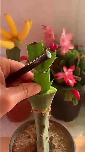 Christmas Cactus Grafting 🎄 Easy Steps to Create Stunning Hybrid Blooms