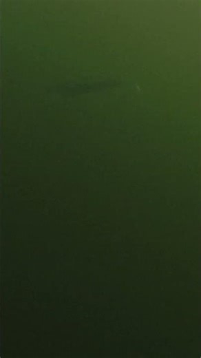 Chasing Monster Muskies With Epic Bait Tactics!