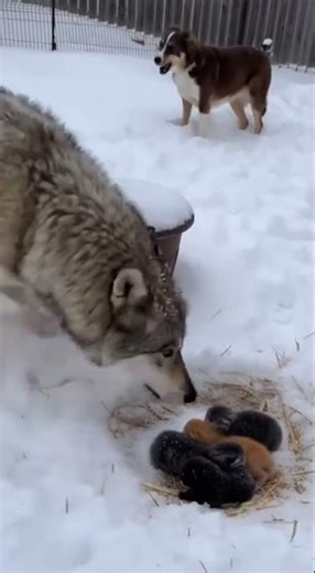 Snowy Showdown: Fearless Cat vs. Giant Wolf for Her Babies