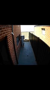 SNAKE TRACKS I'm frequently asked what snake tracks look like. Now you can see for yourself. #tracking #snake #snakes #snakecatcher #brownsnake | The Snake Hunter