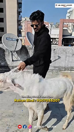 YK Go At ALover on Instagram: "King Goat Farm 4 daat fresh 35 height 50kg confirm video mil jayengi insha allah Full farm set bakra hai climate set hai"