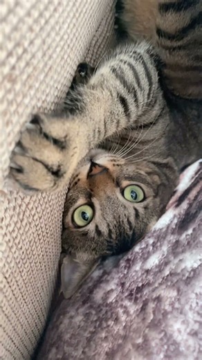 【隠れて爪研ぎ】見られたら怒られるから隠れて爪研ぎするベリル #cat #猫 #cute #可愛い #キジトラ #爪研ぎ #