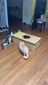 355K views · 10K reactions | I noticed my cats were bored, so naturally I built them a giant cardboard castle right in the middle of my kitchen floor. #cats | Justin Jones | Facebook