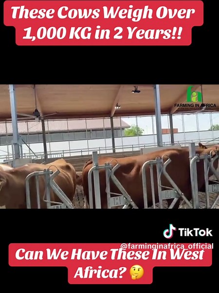 Cattle Farming Innovations: Can Ghana Adopt German Techniques?