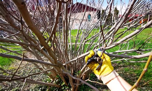 Videón a fügebokor vagy -fa metszése – és egy TITOKZATOS kislabda