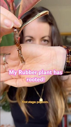 How to Propagate a Rubber Plant in Water! Rooting a Ficus Elastica Ruby