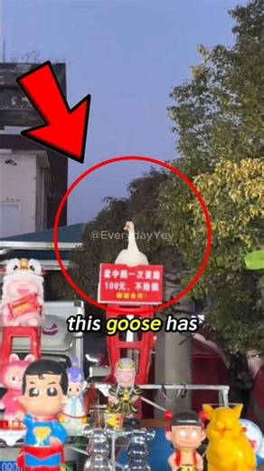 This bird is literally a cheat code! 😂🦢 #animals