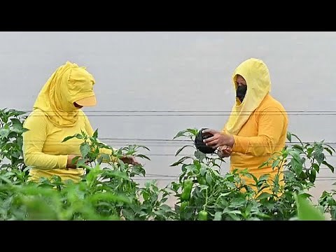 El Salvador reinventa la prisión sostenible