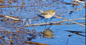 The common chiffchaff is searching for food on a flooded grassland.