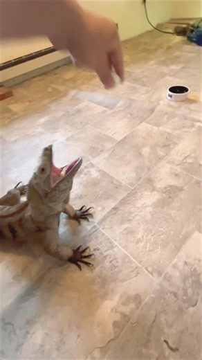 3rd egg hunt #iguana #pet #reptiles