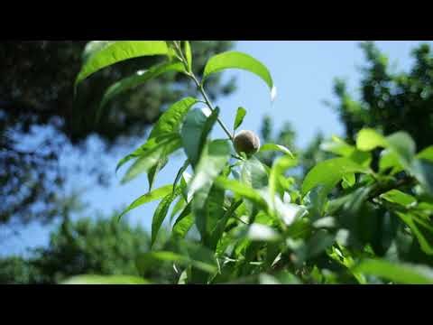 Summer Meditation (canon fd 28 mm 2.8)