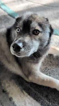 Do You Have Questions for the Dogs? Now is Your Chance to be Featured! Fan Friday!