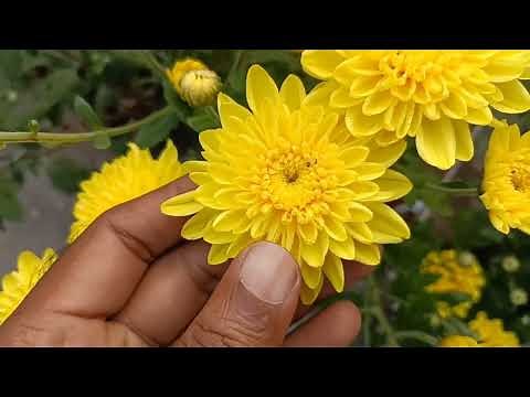 Chrysanthemum types and Variety, 20 different types ka Guldaudi