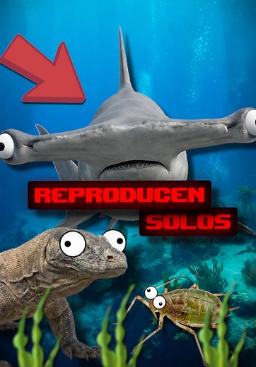 3 Animales que se Aparean Solos ☠️