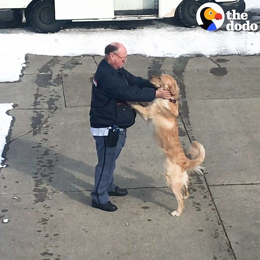 30M views · 465K reactions | This dog runs out to greet his mailman every single day ❤️ | The Dodo | Facebook