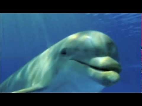 Dolphin Sounds Meditation