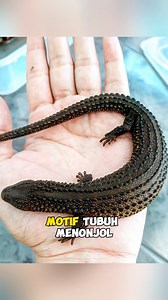 Kadal endemik Pulau Kalimantan‼️ | Tag: #earlessmonitorlizard #lanthanotusborneensis #biawaktanpatelinga #lizard #kadal #kalimantan #biawak #wildlife #wildlifephotography #faktamenarik #faktaunikhewan #reelsvideo | Porco Project