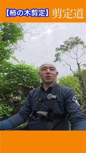 【柿の木剪定】２メートル下げて収穫しやすい高さへ #庭木の管理 #庭作業 #剪定方法 #切り戻し #庭木の剪定 #庭木の手入れ #柿 #雑学