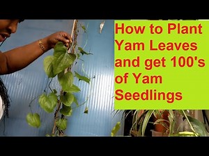 Grow Hundreds of Yam Seedlings From Leaf. Propagation Using Aloe vera #Yamseedling #Gardeningadvice