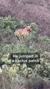 Dog survives 9 hours in cactus trap 😱 Special thanks to The Animal Pad and Prickly Pete: @theanimalpad #rescueddog #animalrescue #cuddlebuddies | Cuddle Buddies