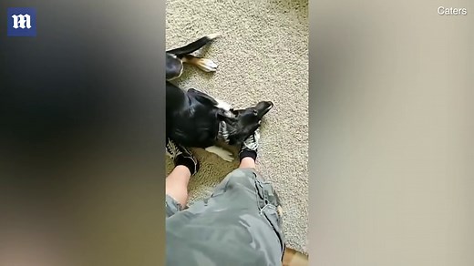 Naughty pup looks ashamed after chewing its owner's book