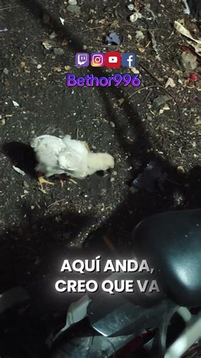 🐥 DÍA 10: ALITAS… ¿ES GALLINA? ¡YA CACAREÓ! 😮🔥📝