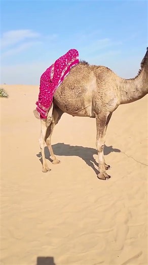 الحياة الريفية: المرأة أخيرًا ركبت الجمل#animals #camel#shortstory