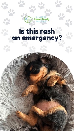 Skin issues can be stressful—especially when you’re not sure what’s normal and what’s urgent. This guide helps you understand when to watch, when to call, and when to seek care right away. Your instincts matter, and we’re always here to help you decide the next best step. Have you ever been unsure whether a skin issue needed a vet visit? You’re not alone. We know veterinary visits can bring stress—financial and emotional. Behind every recommendation is a team balancing medicine, compassion, and 