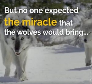 32K views · 824 reactions | They released 14 wolves into a park. What happened next is a miracle that proves we must take care of our amazing planet. | We Love Animals | Facebook
