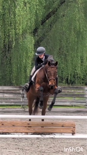 holy hunter 😍😍 // "hello there lulu" ‪@The.Equestrian14‬ // #sophtheequestrian