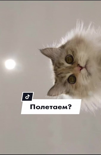 #смешныекоты #милыекотики #летящийкот