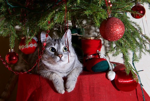 Here's How to Keep Your Cat Out of the Christmas Tree, According to Experts