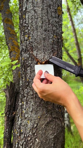 Ignite Adventure: Easy Natural Fire Starter Hacks! 🔥🌲
