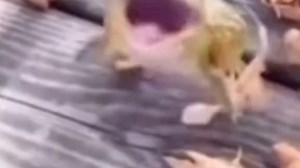 ［memes］laughing frog